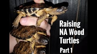 Raising North American Wood Turtles  Part 1 [upl. by Hazem]