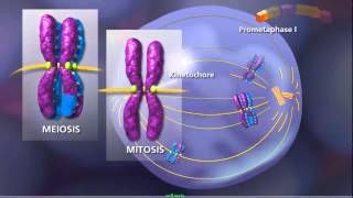 Meiosis  Plants and Animals [upl. by Bartel306]