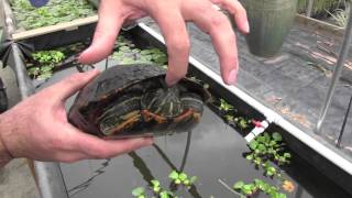 Red Eared Sliders What You Need to Know [upl. by Akcimahs]