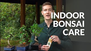 Indoor Bonsai care [upl. by Naujak]