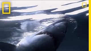 Great White Sharks  National Geographic [upl. by Kinchen]