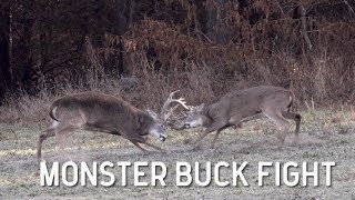 Monster Whitetail Buck Fight [upl. by Nidia837]