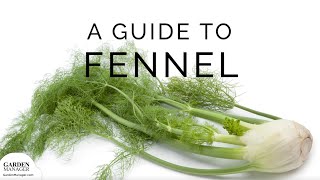 Growing Fennel [upl. by Utley]