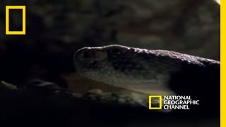 Rattlesnakes Display and Mate  National Geographic [upl. by Aivataj]