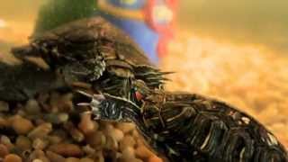 Red eared slider turtles mating dance [upl. by Henriha627]