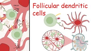 Follicular dendritic cells [upl. by Llenwahs]