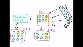 The Hippocampus and episodic memory [upl. by Aidnama]