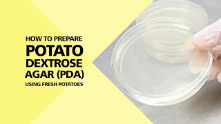 How to Prepare Potato Dextrose Agar PDA using Fresh Potatoes Part 14 [upl. by Rimaa]