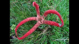 The Octopus Stinkhorn Clathrus archeri [upl. by Airreis411]