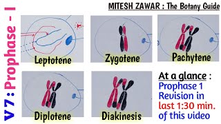 Prophase 1  Leptotene Zygotene Pachytene Diplotene and Diakinesis  Stages of Prophase 1 [upl. by Doownil]