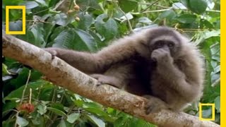 The Swinging Gibbon  National Geographic [upl. by Inaffit229]