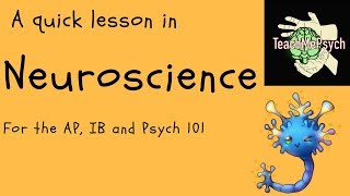 Neuroscience For Psychology [upl. by Augusto424]