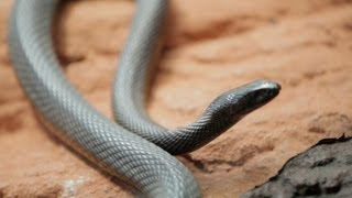 Why Do Venomous Animals Live In Warm Climates [upl. by Irb]