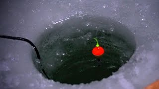 Bobber Down Ice Fishing  Michigan 2021  Crappie Walleye amp more [upl. by Maryjo]