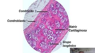 Tecido conjuntivo cartilaginoso [upl. by Ymarej990]