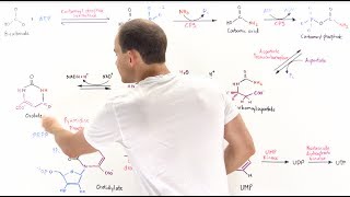 Pyrimidine Synthesis [upl. by Oht996]