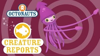 Octonauts Creature reports  Colossal Squid [upl. by Weywadt342]