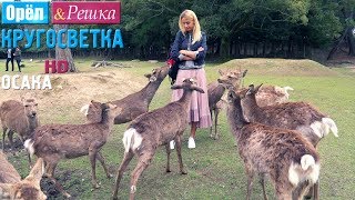 Орёл и Решка Кругосветка  Осака Япония 1080p HD [upl. by Rehpotsrihc]