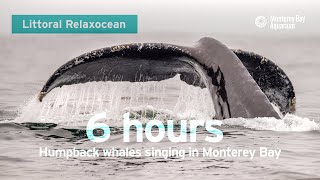 LIVE Ocean Sounds From Monterey Bay Hydrophone — 6 Hours Of Whales Singing  Littoral Relaxocean [upl. by Oirramaj389]