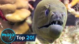 Top 20 Most Dangerous Ocean Creatures in the World [upl. by Oiuqise182]