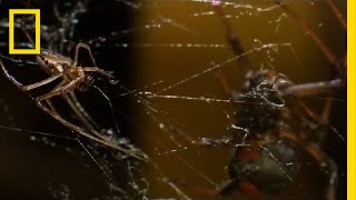 Deadly Cousin The Redback Spider  National Geographic [upl. by Jewel]