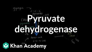 Regulation of Pyruvate Dehydrogenase [upl. by Thomajan614]