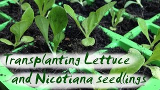 Transplanting Seedlings  Lettuce and Nicotiana [upl. by Shiroma]