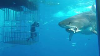 Great white shark swims into cage [upl. by Atilek]