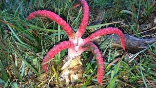 Clathrus archeri Devils Fingers  Octopus Stinkhorn fungi erupting from their eggs time lapse [upl. by Atnoid]