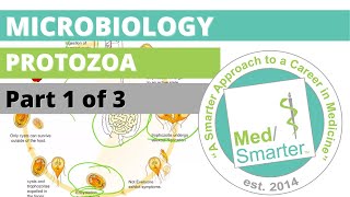 Protozoa  Microbiology  USMLE STEP 1  Part 1 of 3 [upl. by Granger]