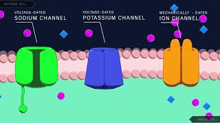 Action Potential in the Neuron [upl. by Egduj293]