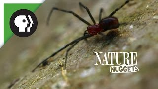 Spiders At Work  NATURE Nuggets [upl. by Leighton860]