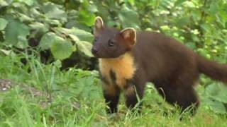 Pine marten [upl. by Lamak]