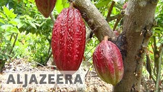 Ecuador’s cocoa farmers making fair trade chocolate [upl. by Crofton]