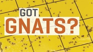 Fungus Gnats  How To Get Rid of Them [upl. by Biegel486]