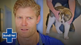 Dr Chris Brown Amputates Puppys Deformed Leg For A BETTER LIFE  Bondi Vet [upl. by Flora]