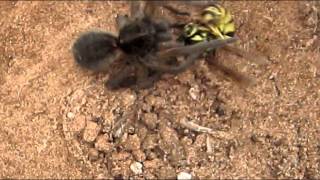 wolf spider vs wasp [upl. by Groome]