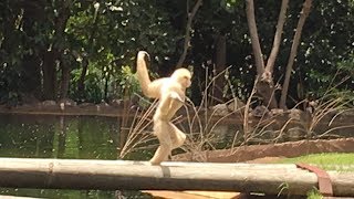 Gibbon Running Around  Very Funny  Palmitos Park July 2018 [upl. by Nudd762]