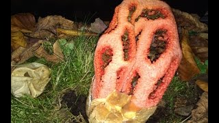 Clathrus ruber Red Cage Stinkhorn erupting from their eggs time lapse [upl. by Haizek37]