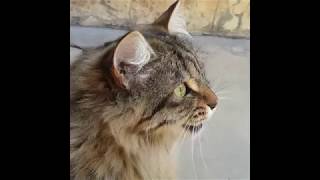 Cats Chirping and Chattering  CAT COMPILATION [upl. by Kliber]