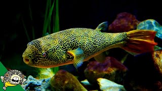 THE LARGEST FRESHWATER PUFFER Tetraodon Mbu Puffer Fish Profile [upl. by Deegan29]