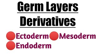 Germ Layers Derivatives  Ectoderm  Mesoderm  Endoderm [upl. by Ilime918]