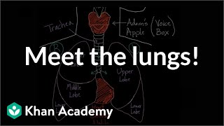 Meet the lungs  Respiratory system physiology  NCLEXRN  Khan Academy [upl. by Eirrem]