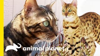 These Beautiful Bengal Cats Are Incredibly Intelligent  Cats 101 [upl. by Jilly]