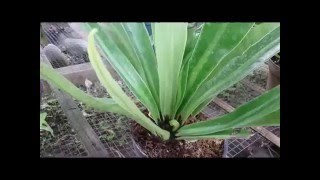 Asplenium Nidus Birds Nest Fern [upl. by Onitnerolf]