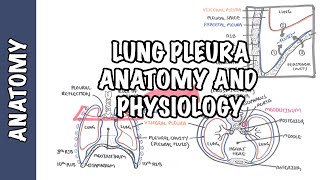 Lung Pleura  Clinical Anatomy and Physiology [upl. by Delwyn]