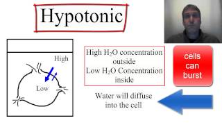 Osmosis Isotonic Hypotonic and Hypertonic [upl. by Noicpesnoc358]