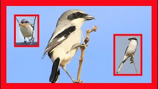 Loggerhead Shrike Song Loggerhead Shrike Call  Alcaudón Americano Canto  Lanius Ludovicianus [upl. by Sheya625]