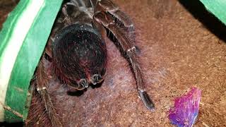 Tarantula hissing stridulating [upl. by Wally]