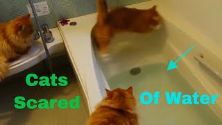 Cats Scared of Water Compilation [upl. by Amal17]